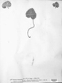Puccinia glechomatis image